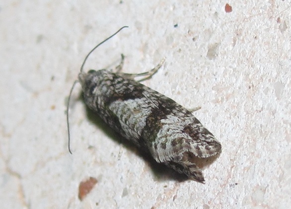 Zeiraphera griseana (Tortricidae)? S